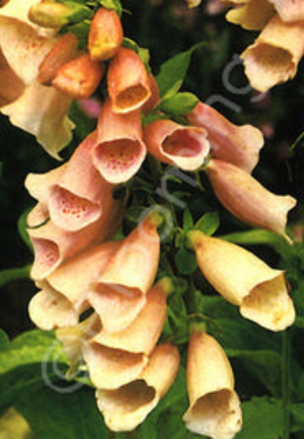 Digitalis apricot 4"