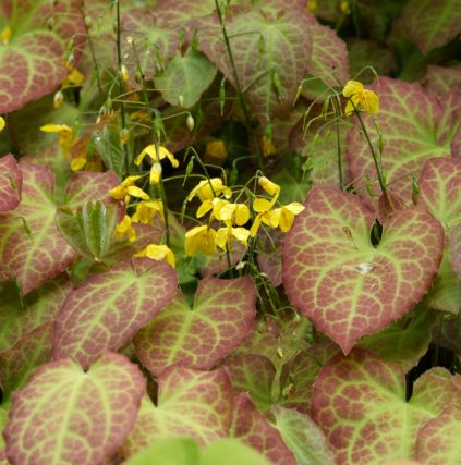Epimedium perralchicum Frohnleiten 1 gal
