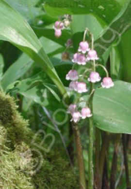 Convallaria m. rosea Qt
