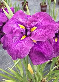 Iris Happy Awakening 1 gal
