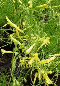 Penstemon Mersea Yellow Qt