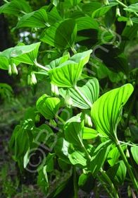 Polygonatum biflorum 1 gal