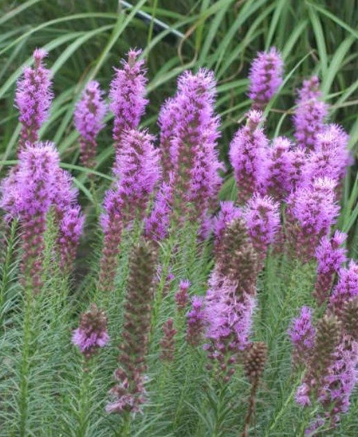 Liatris Violet Qt