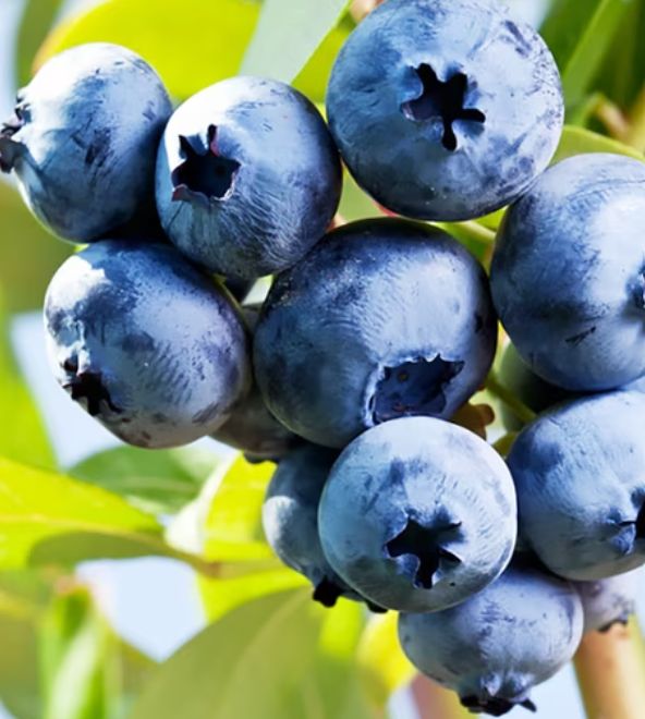 Blueberry Chandler 1 gal