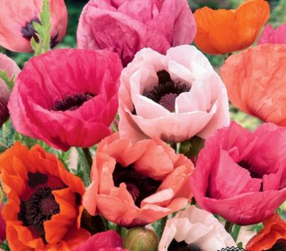 Papaver Orientale Pizzicazto 1 gal