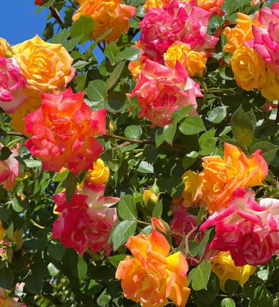 Rose Climbing Pinata 1 gal