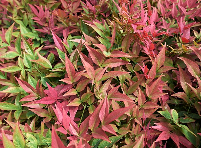 Nandina Moyers Red 5 gal