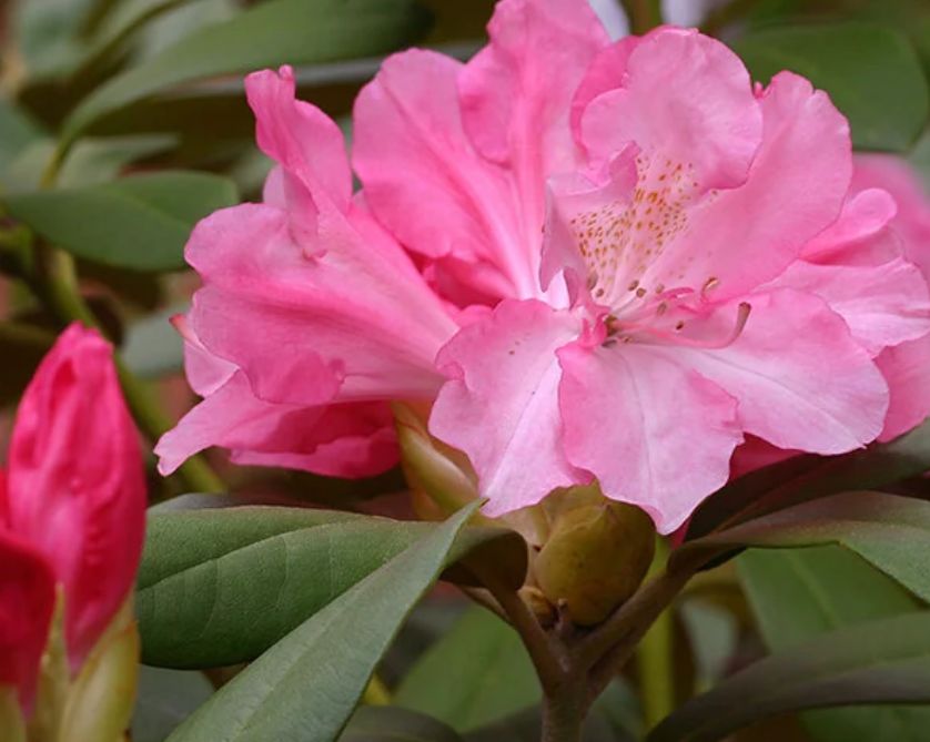 Rhody Yaku Prince 1 gal