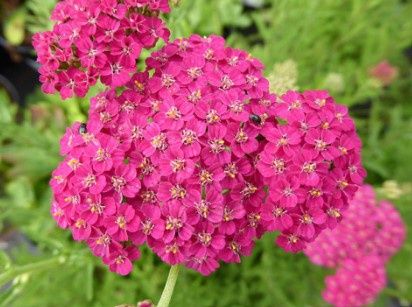 Yarrow Vintage rose 1 gal
