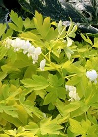 Bleeding Heart White Gold 1 gal