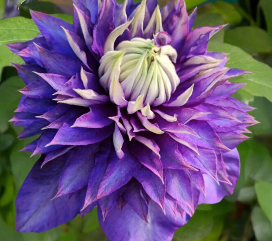 Clematis Vancouver Blue lion 1 gal