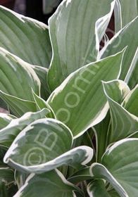 Hosta Francee 1 gal