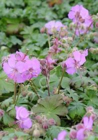 Geranium Karmina Qt