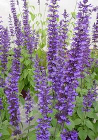 Salvia Mystic Spires Blue 1 gal