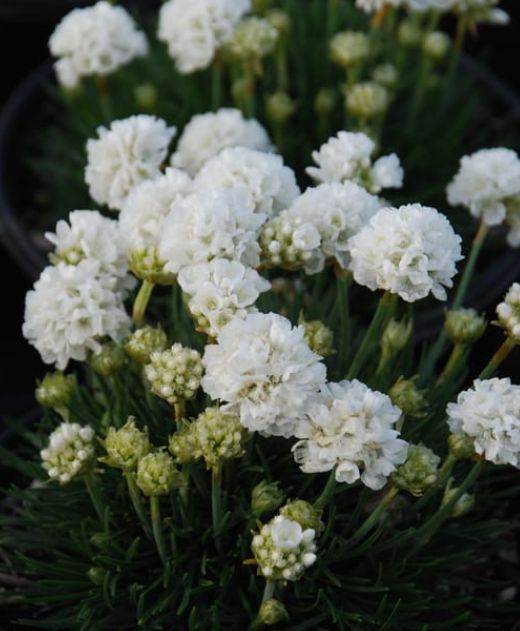 Armeria Abla 4"