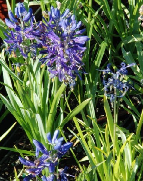 Camassia quamash  4"