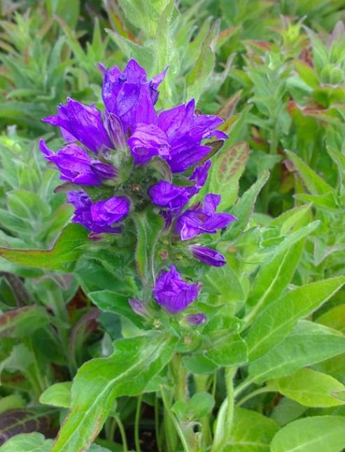 Campanula Superba Bellflower 4"