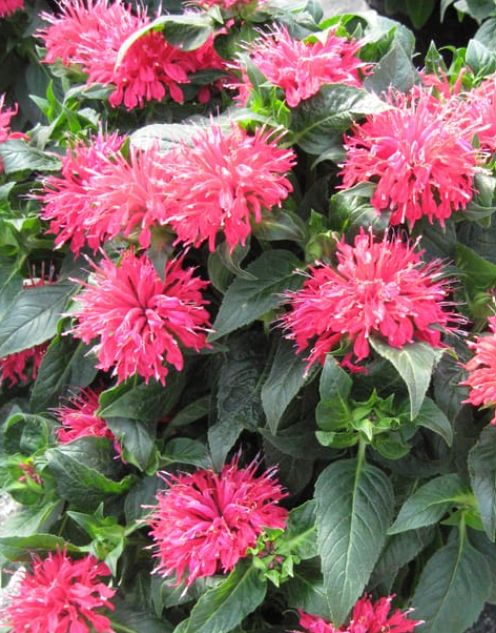 Monarda Cherry Pops 1 gal
