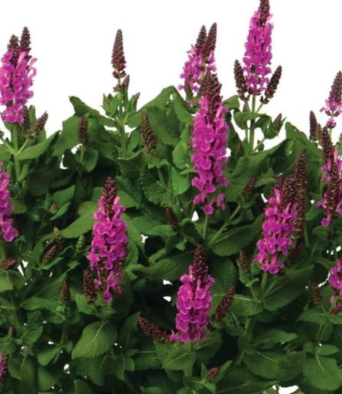 Salvia Noble Princess 4"