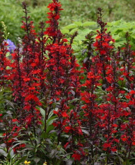 Lobelia Starship scarlet 4"