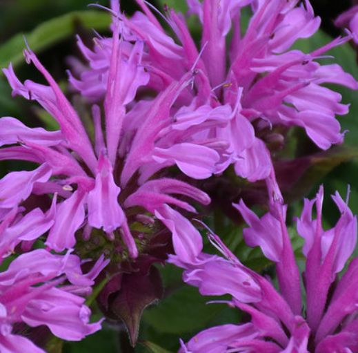 Monarda Lavender 1 gal