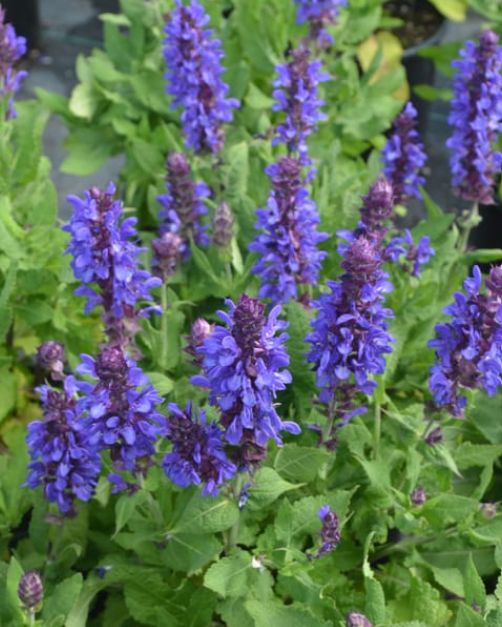 Salvia Blue Marvel 4"