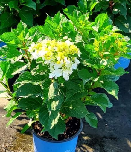 Hydrangea Endless Dream cloud 2 gal
