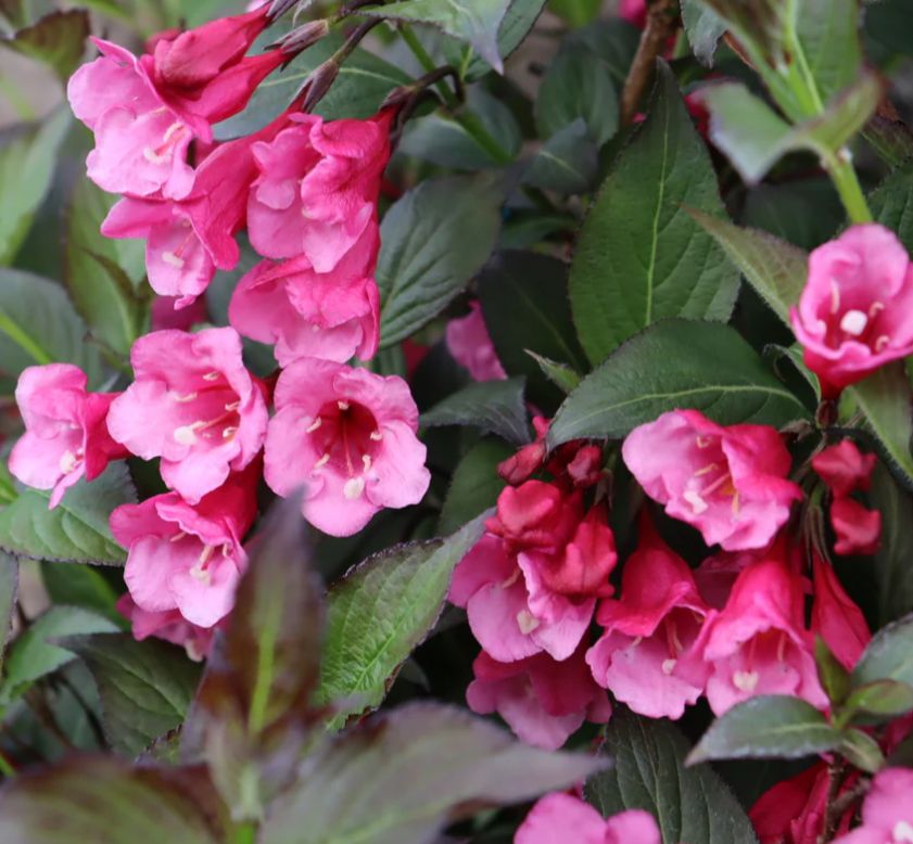 Weigela Sonic Bloom® Wine 2 gal