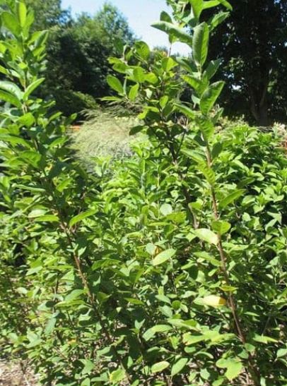 Serviceberry Rainbow Pillar 2 gal