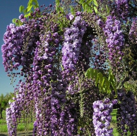 Wisteria Black Dragon 2 gal