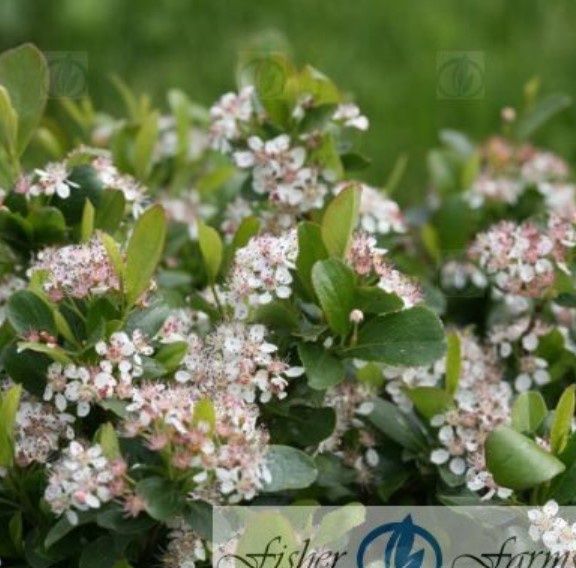 Aronia Chokeberry Low scape True #1