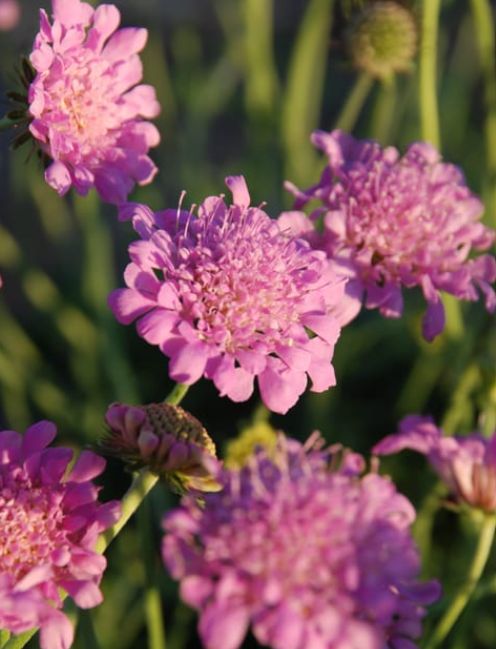 Scabiosa Pink Mist 1 gal