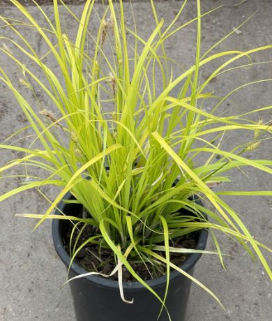 Carex Everillo 4"