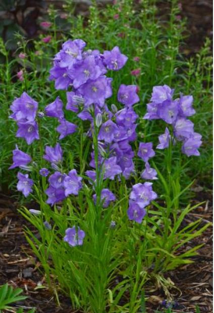 Campanula Takion Blue 1 gal bellflower