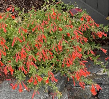 Epilobium Orange Carpet Qt
