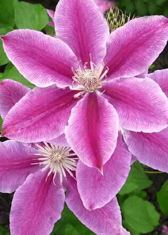 Clematis Dr Ruppel 2 gal