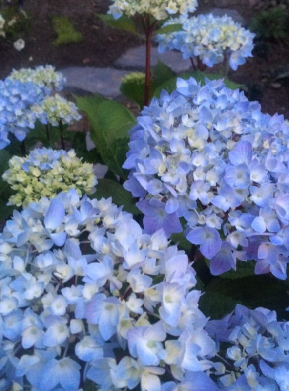 Hydrangea Blue Enchantress 5 gal