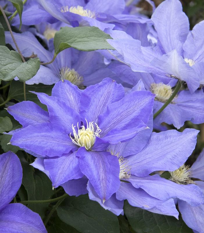 Clematis HF Young 2 gal