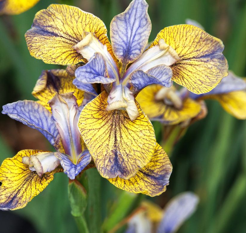 Iris Tipped in Blue 1 gal
