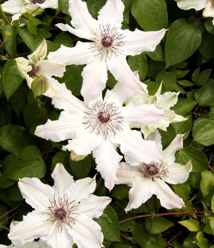 Clematis Fragrant Star 2 gal