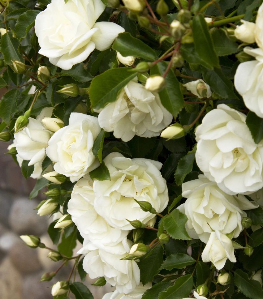 Flower Carpet White rose 2 gal