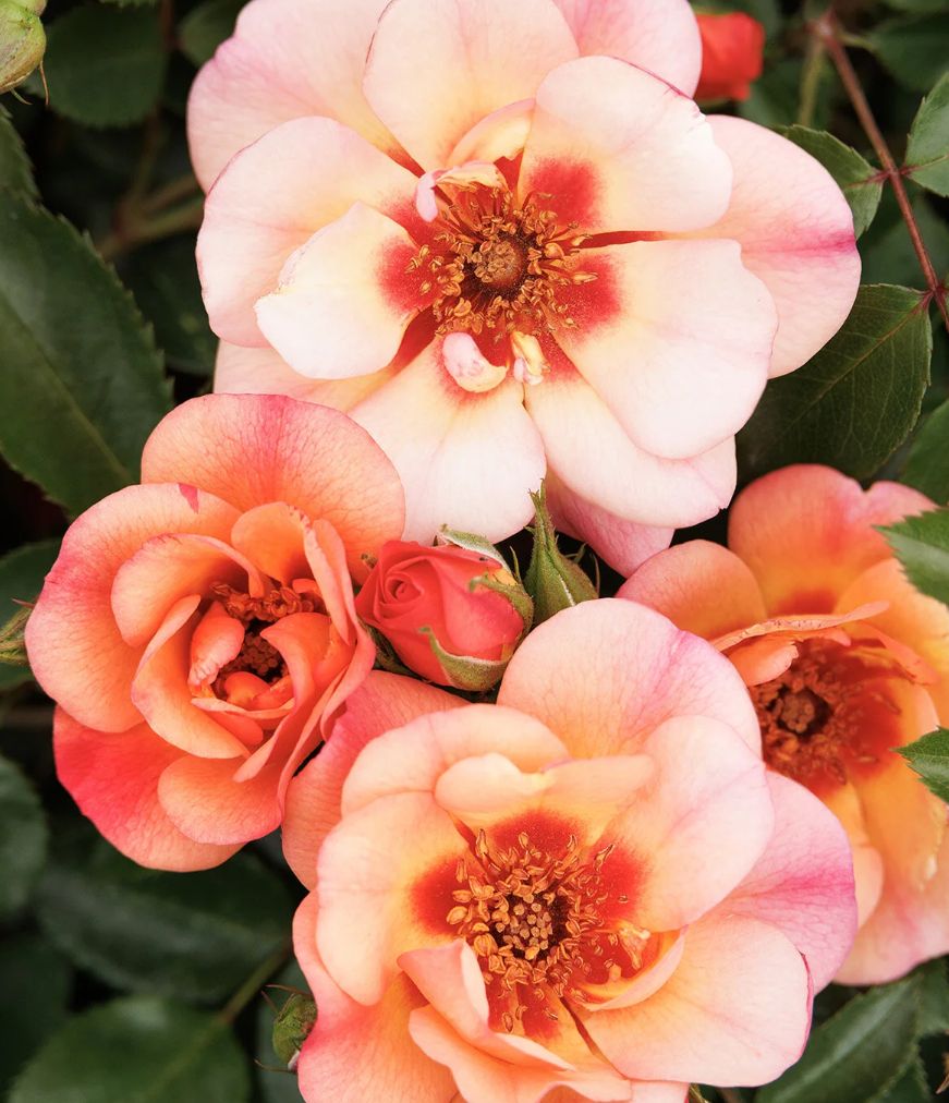 Flower Carpet Peach rose 2 gal