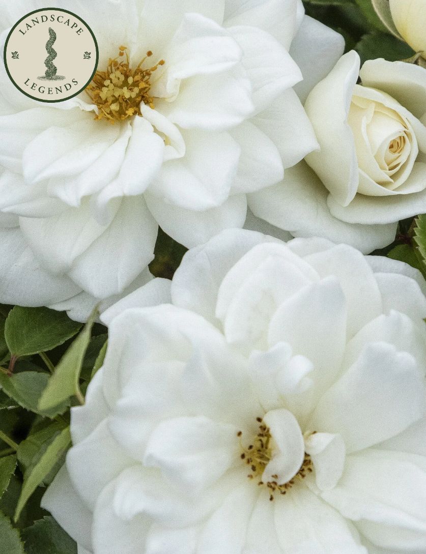 White Shrub rose Grit &amp; Grace 2 gal