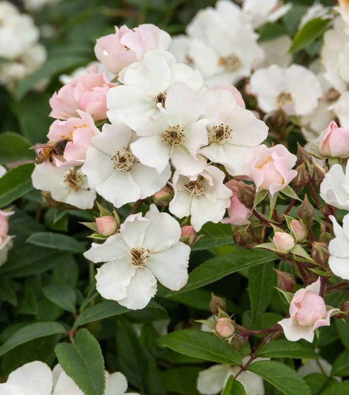 Honey Blush Rose 2 gal
