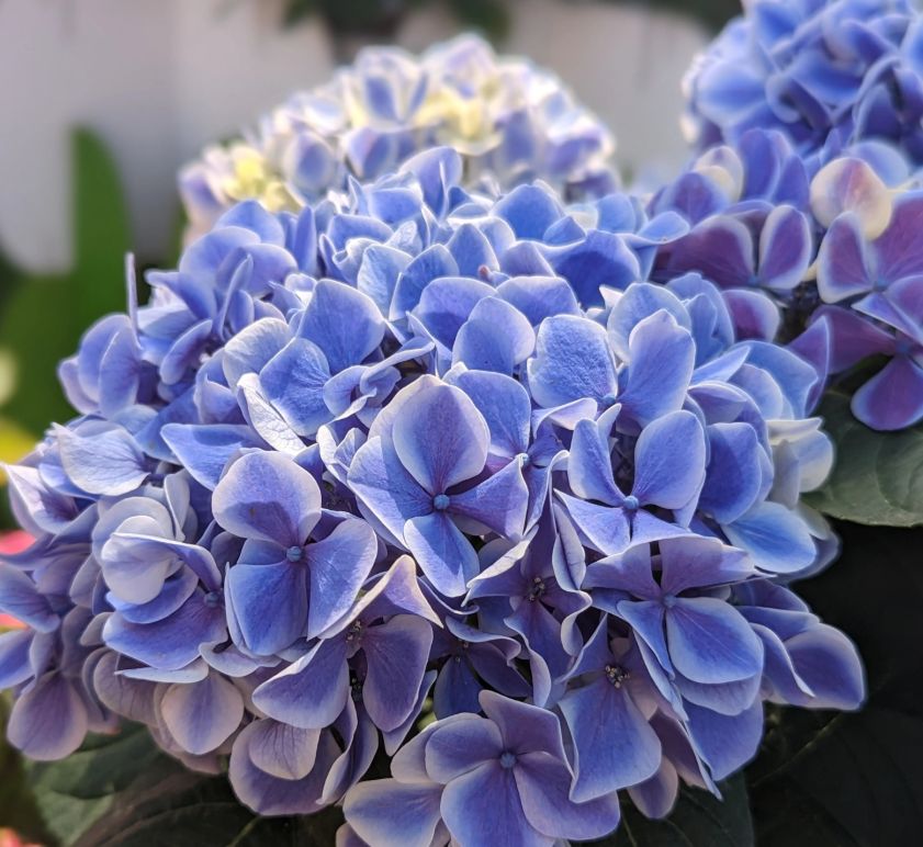 Hydrangea My Diva 2 gal