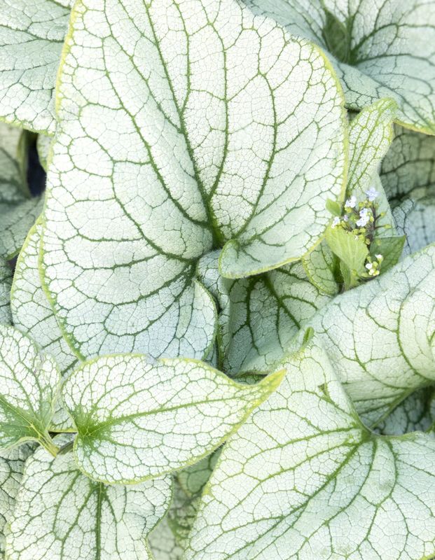 Brunnera Frost Magic 1 gal