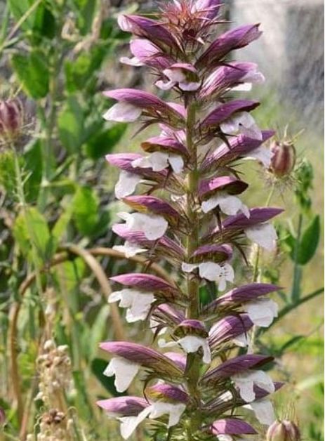 Acanthus Morning Candle 1 gal