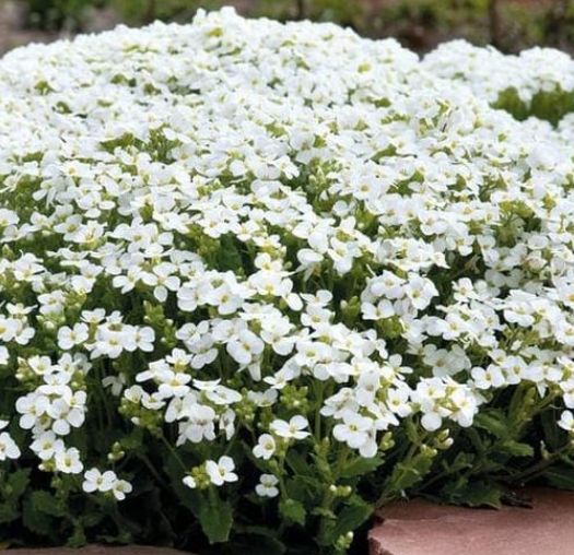 Arabis Catwalk white 4"