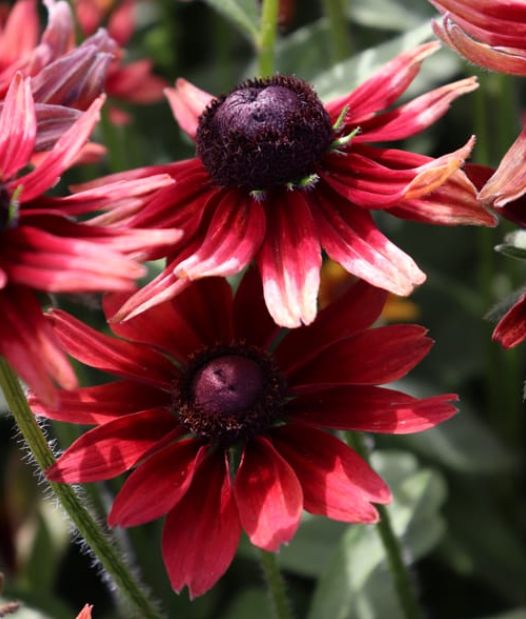 Rudbeckia cherry brandy 4"
