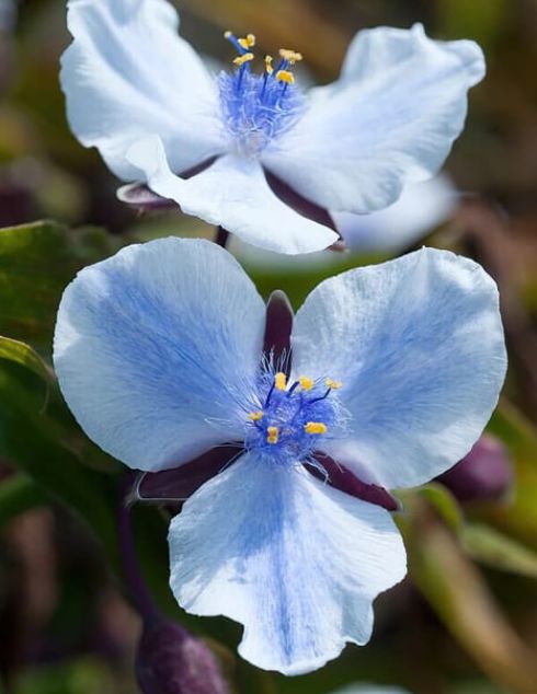 Tradescantia merlot clusters 1 gal